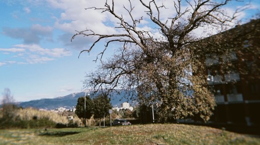 The half-dead/half-alive tree in my neighborhood. It is a good metaphor for my mental state.