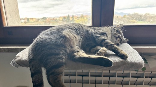 My cat Pepito sleeping on the window of my bedroom.