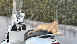 Cocò, a orange cat, sleeping on a Vaspa, enjoying the Italian summer.