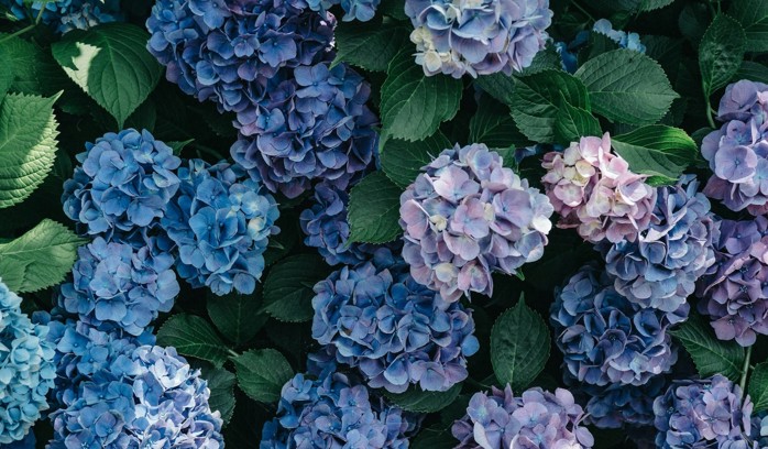 A picture of purple hydrangeas.