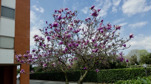 A magnolia tree in bloom, with pink flowers and a clear blue sky in the background.