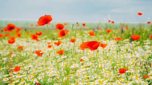 May can be beutiful too, after all. Photo by Andreea Popescu on Unsplash.