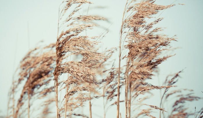 A picture of some grain-like plants on the gray backroud of the sky..