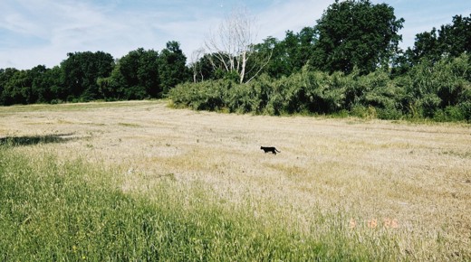 A black cat walkin on a yellowed grass field.
