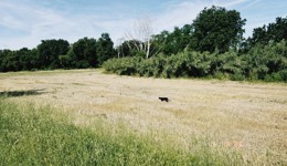 A black cat walkin on a yellowed grass field.