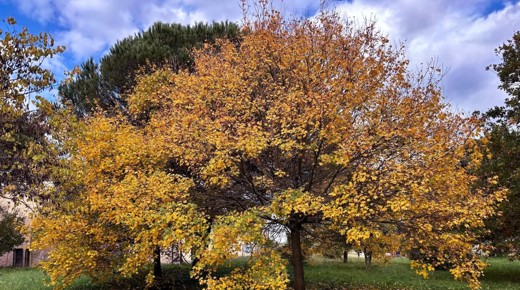 A golden autumnal tree I met during a walk in the park.