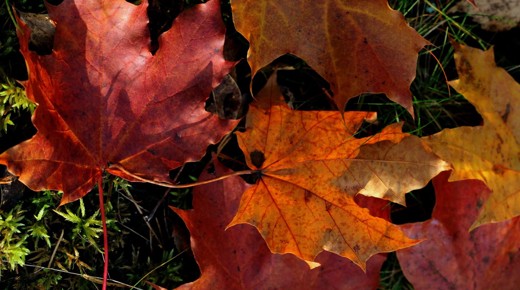 Red dead leaves on the grass. Photo by Ann Nygard.