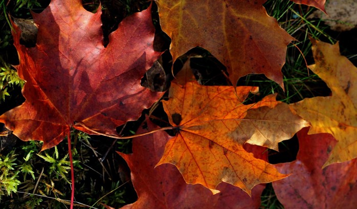 Red dead leaves on the grass. Photo by Ann Nygard.