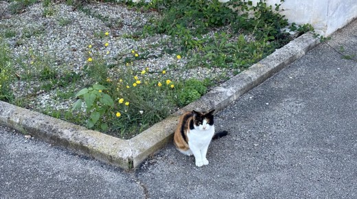 Pezzatina, one of the calico cats that live around my building.